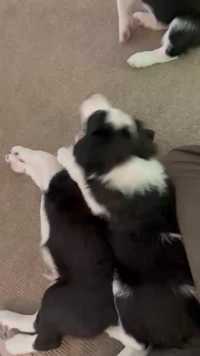 bijou, a male Border Collie for sale in Raleigh, NC – 10 of 10