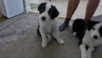 bijou, a male Border Collie for sale in Raleigh, NC – 4 of 10