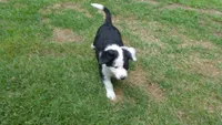 bijou, a male Border Collie for sale in Raleigh, NC – 5 of 10