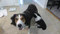 bijou, a male Border Collie for sale in Raleigh, NC – 8 of 10
