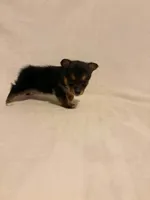 Jacalynn, a female Chihuahua for sale in New Cumberland, WV – 1 of 2