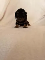 Baby girl, a female Miniature Dachshund for sale in New Cumberland, WV – 3 of 3