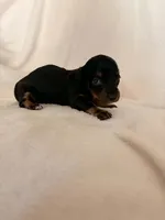 Tippy, a female Miniature Dachshund for sale in New Cumberland, WV – 2 of 3