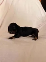 Baby girl, a female Miniature Dachshund for sale in New Cumberland, WV – 2 of 3