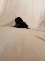 Tippy, a female Miniature Dachshund for sale in New Cumberland, WV – 3 of 3
