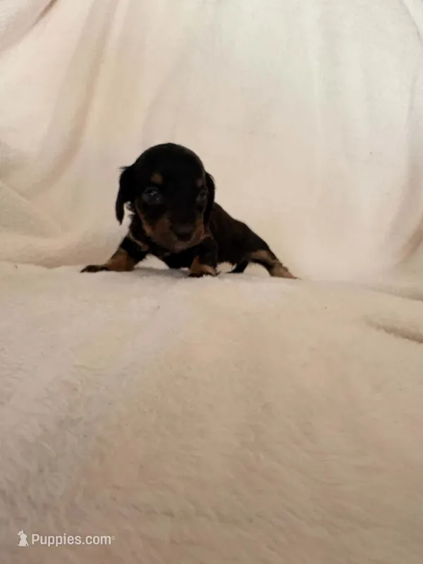Baby girl – Miniature Dachshund puppy for sale in New Cumberland, WV