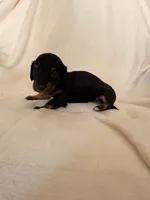 Tippy, a female Miniature Dachshund for sale in New Cumberland, WV – 1 of 3