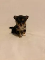 Jacalynn, a female Chihuahua for sale in New Cumberland, WV – 2 of 2