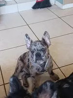 Rufus, a male French Bulldog for sale in Winter Park, FL – Photo 5 of 10