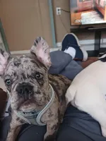 Rufus, a male French Bulldog for sale in Winter Park, FL – Photo 8 of 10