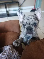 Rufus, a male French Bulldog for sale in Winter Park, FL – Photo 10 of 10