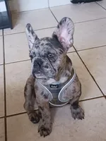 Rufus, a male French Bulldog for sale in Winter Park, FL – Photo 6 of 10