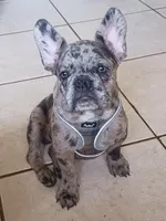 Rufus, a male French Bulldog for sale in Winter Park, FL – Photo 7 of 10