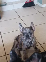 Rufus, a male French Bulldog for sale in Winter Park, FL – Photo 2 of 10