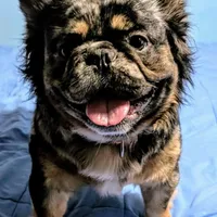 Big Boy, a male French Bulldog for sale in Winter Park, FL – Photo 5 of 5