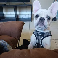 Big Boy, a male French Bulldog for sale in Winter Park, FL – Photo 3 of 5