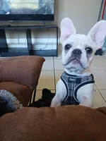 B8G BOY, a male French Bulldog for sale in Winter Park, FL – Photo 3 of 5