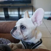 Big Boy, a male French Bulldog for sale in Winter Park, FL – Photo 4 of 5