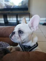 B8G BOY, a male French Bulldog for sale in Winter Park, FL – Photo 4 of 5