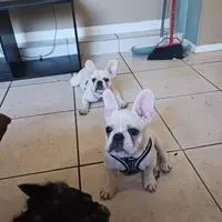 Big Boy, a male French Bulldog for sale in Winter Park, FL – Photo 2 of 5