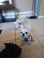 B8G BOY, a male French Bulldog for sale in Winter Park, FL – Photo 2 of 5