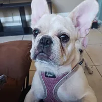 Big Boy, a male French Bulldog for sale in Winter Park, FL – Photo 1 of 5