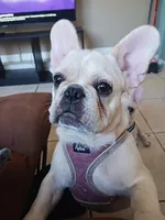 B8G BOY, a male French Bulldog for sale in Winter Park, FL – Photo 1 of 5