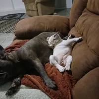 SASSY, a female French Bulldog for sale in Winter Park, FL – Photo 3 of 6