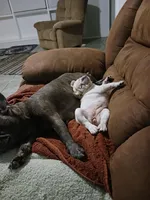 SASSY, a female French Bulldog for sale in Winter Park, FL – Photo 3 of 6