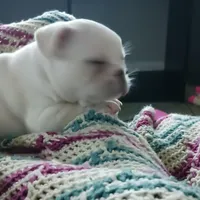 SASSY, a female French Bulldog for sale in Winter Park, FL – Photo 4 of 6