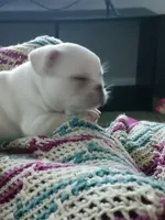 SASSY, a female French Bulldog for sale in Winter Park, FL – Photo 4 of 6