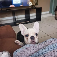 SASSY, a female French Bulldog for sale in Winter Park, FL – Photo 1 of 6