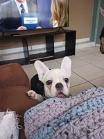 SASSY, a female French Bulldog for sale in Winter Park, FL – Photo 1 of 6