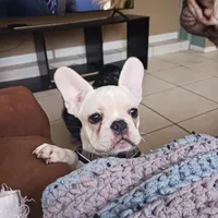 SASSY, a female French Bulldog for sale in Winter Park, FL – Photo 2 of 6