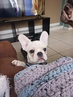 SASSY, a female French Bulldog for sale in Winter Park, FL – Photo 2 of 6