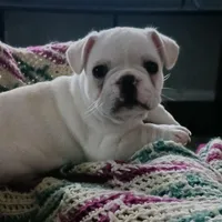 SASSY, a female French Bulldog for sale in Winter Park, FL – Photo 5 of 6