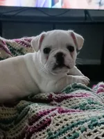 SASSY, a female French Bulldog for sale in Winter Park, FL – Photo 5 of 6