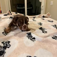 Athena, a female English Bulldog for sale in Las Vegas, NV – Photo 6 of 10