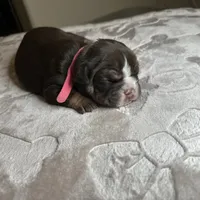 Athena, a female English Bulldog for sale in Las Vegas, NV – Photo 5 of 10