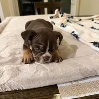 Athena, a female English Bulldog for sale in Las Vegas, NV – Photo 9 of 10