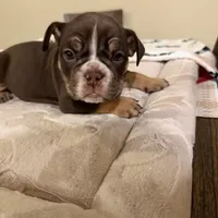 Athena, a female English Bulldog for sale in Las Vegas, NV – Photo 7 of 10