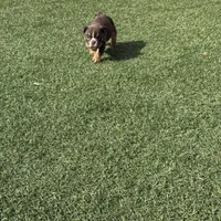 Athena, a female English Bulldog for sale in Las Vegas, NV – Photo 2 of 10