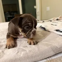 Athena, a female English Bulldog for sale in Las Vegas, NV – Photo 4 of 10