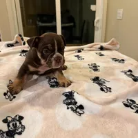 Athena, a female English Bulldog for sale in Las Vegas, NV – Photo 3 of 10