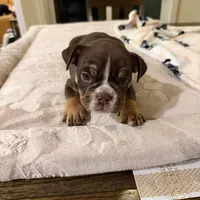 Athena, a female English Bulldog for sale in Las Vegas, NV – Photo 8 of 10