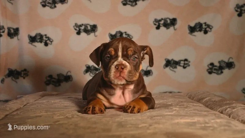 Athena – English Bulldog puppy for sale in Las Vegas, NV