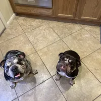 Athena, a female English Bulldog for sale in Las Vegas, NV – Photo 10 of 10