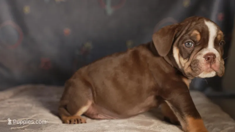 Atlas – English Bulldog puppy for sale in Las Vegas, NV