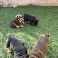 Atlas, a male English Bulldog for sale in Las Vegas, NV – Photo 7 of 10