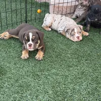 Atlas, a male English Bulldog for sale in Las Vegas, NV – Photo 9 of 10